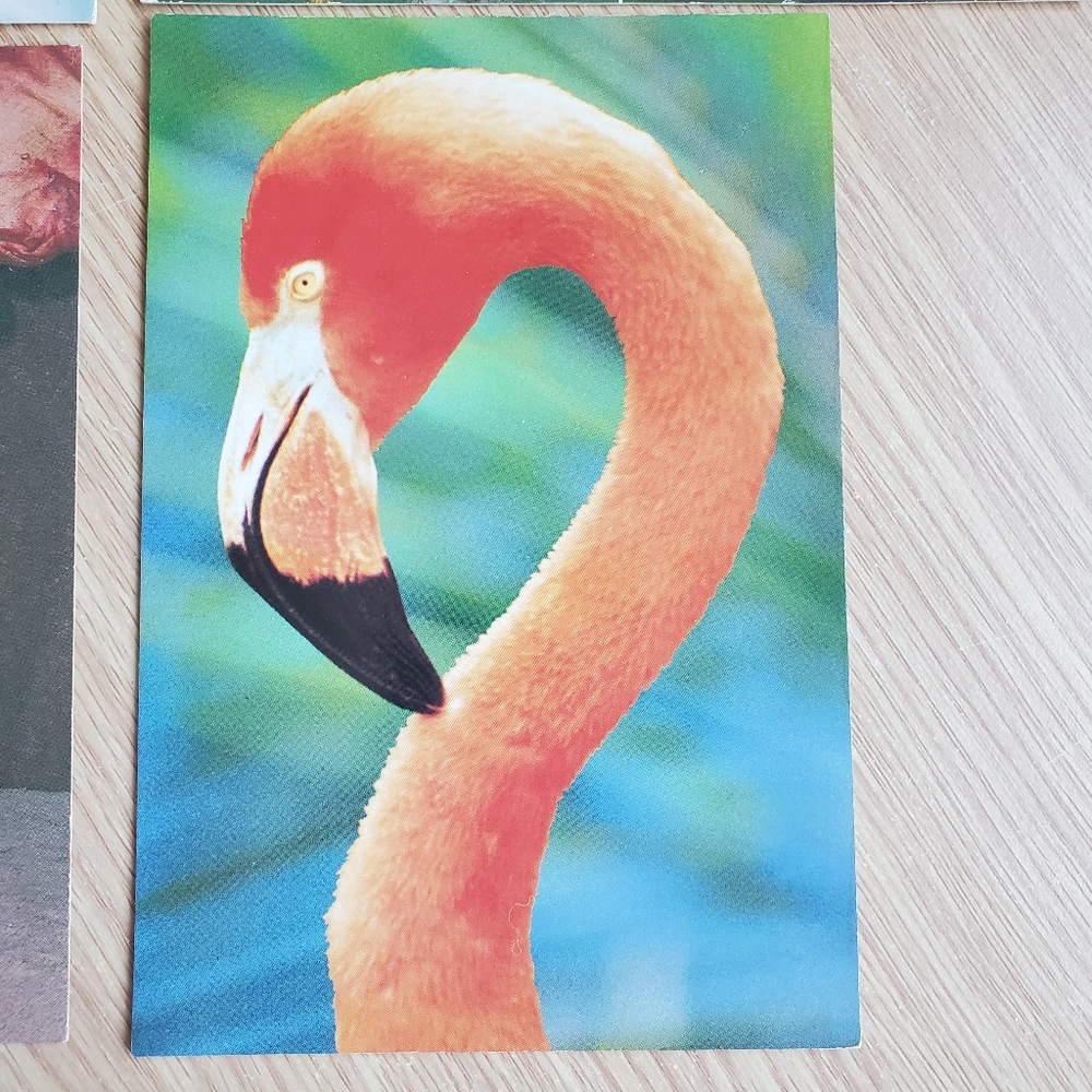 Vintage San Diego Zoo Postcards 4x6 Flamingo Condor Macaws Toucan Conure Lory - Picture 2 of 9